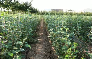 华硕苹果树苗基地批发价格	种植技术免费提供		