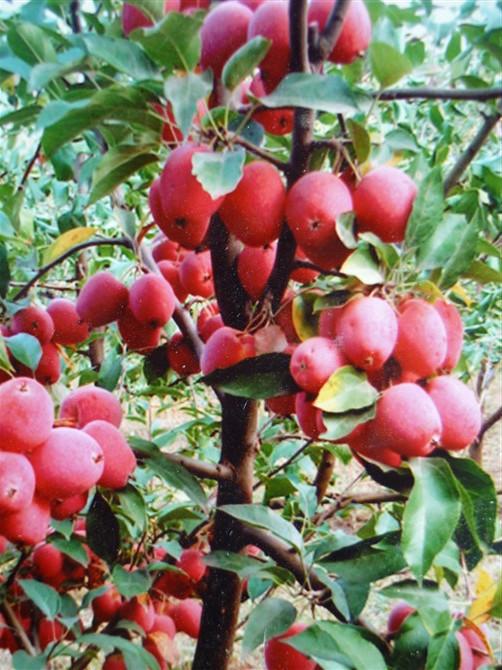 瑞阳苹果树苗品种选择	几年可以结果		