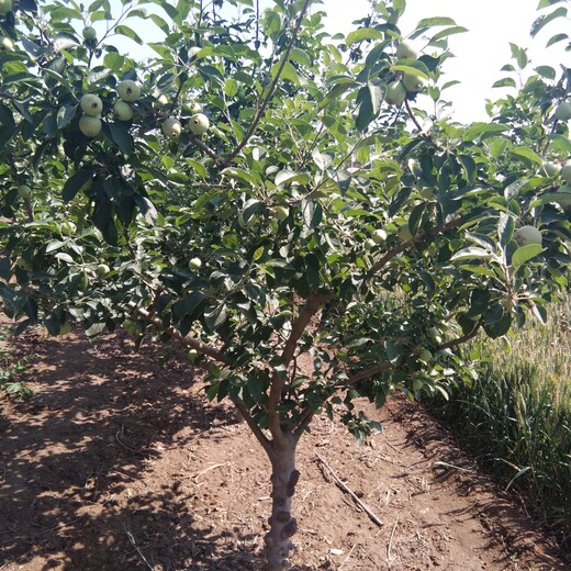 柱状苹果树产量果面全红苹果品种好品种介绍