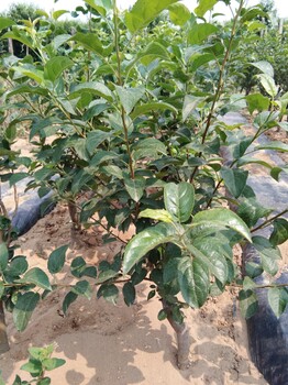 瑞阳苹果树苗个头大的品种	几年可以结果