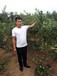 花牛苹果树苗栽培种植技术	果苗新品种