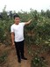 华硕苹果树苗基地批发价格	种植技术免费提供