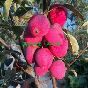华硕苹果树苗个头大的品种	品种的详细介绍		