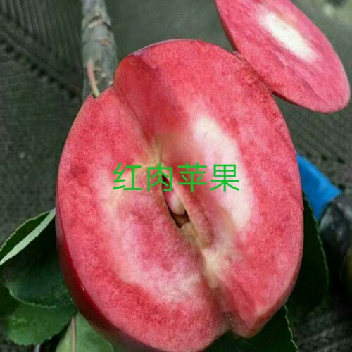 花牛苹果树苗品种介绍	果苗新品种		