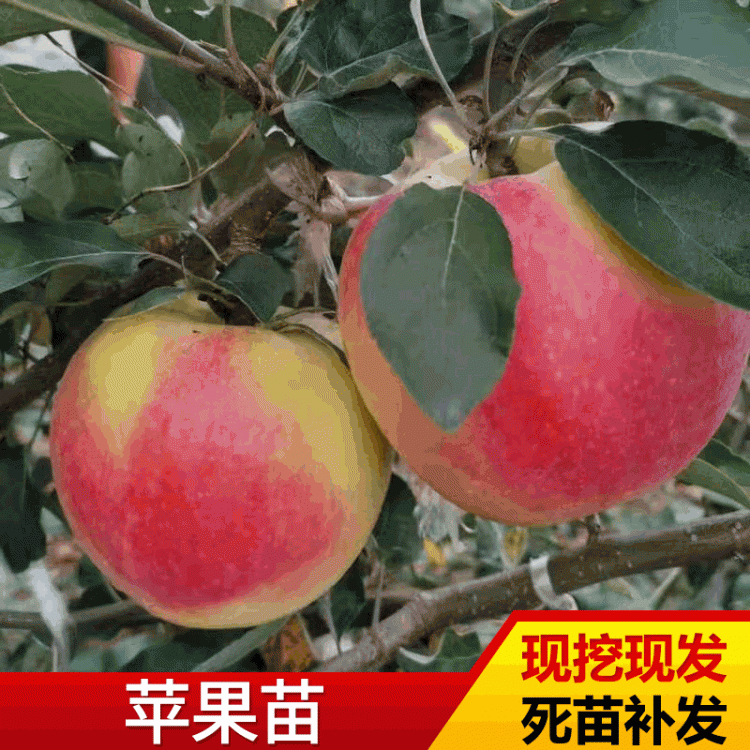 黑苹果树苗品种介绍	适合种植的苹果苗品种