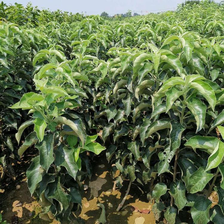 鲁丽苹果树苗栽培种植技术	种植技术免费提供		