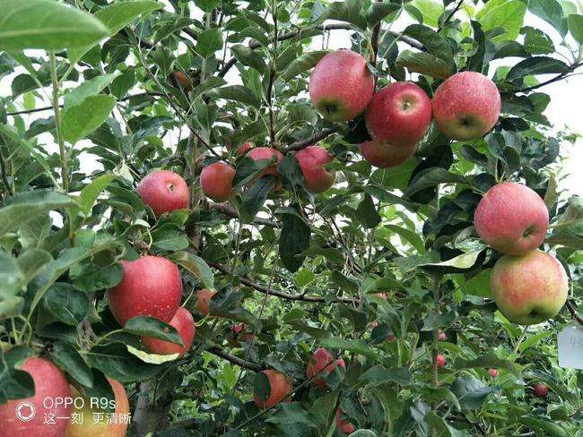 5公分苹果树品种选择	质量好价格优服务到		