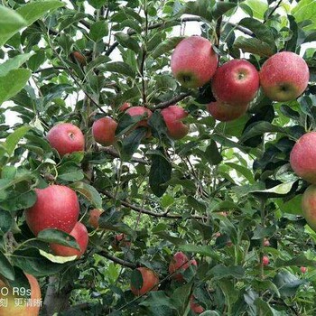 鲁丽苹果树苗个头大的品种	质量好价格优服务到