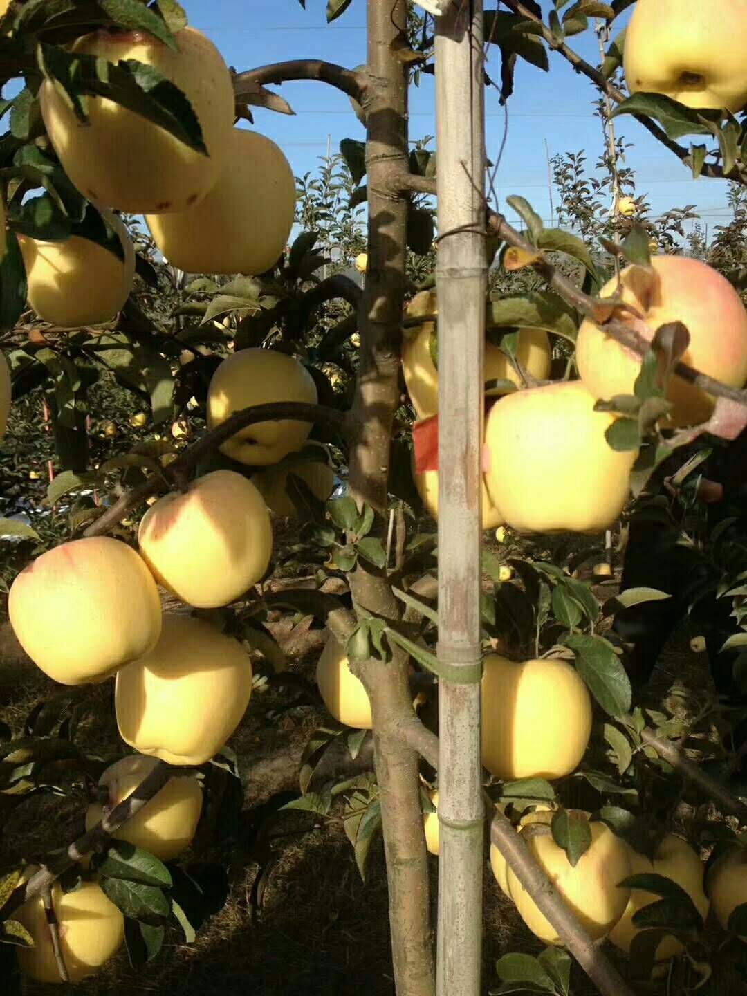 维纳斯黄金苹果苗品种选择	种植技术免费提供		