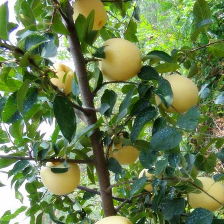 维纳斯黄金苹果苗基地批发价格	适合种植的苹果苗品种