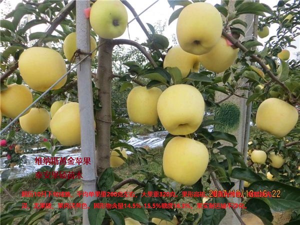 柱状苹果树产量果面全红苹果品种好品种介绍