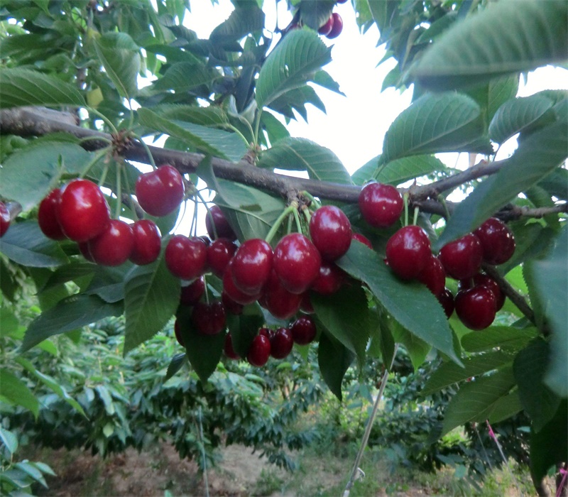 6公分萨米脱樱桃树基地批发价格	中晚熟品种
