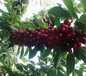 四川雅安鲁樱3号大樱桃适合北方种植的大樱桃新品种果树苗