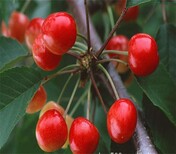 安徽宣城5公分萨米脱樱桃树组培脱毒吉塞拉小苗种植基地品种选择图片0