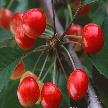 安徽宣城5公分萨米脱樱桃树组培脱毒吉塞拉小苗种植基地品种选择