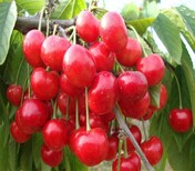 五公分早大果樱桃树正确的种植方法	早熟品种图片5