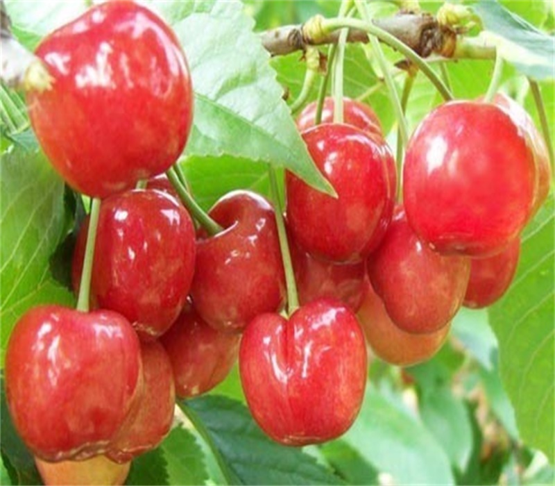 鲁樱3号大樱桃正确的种植方法	个头大的品种	