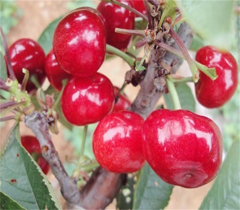 辽宁抚顺大樱桃品种介绍适合南方种植的樱桃中晚熟品种