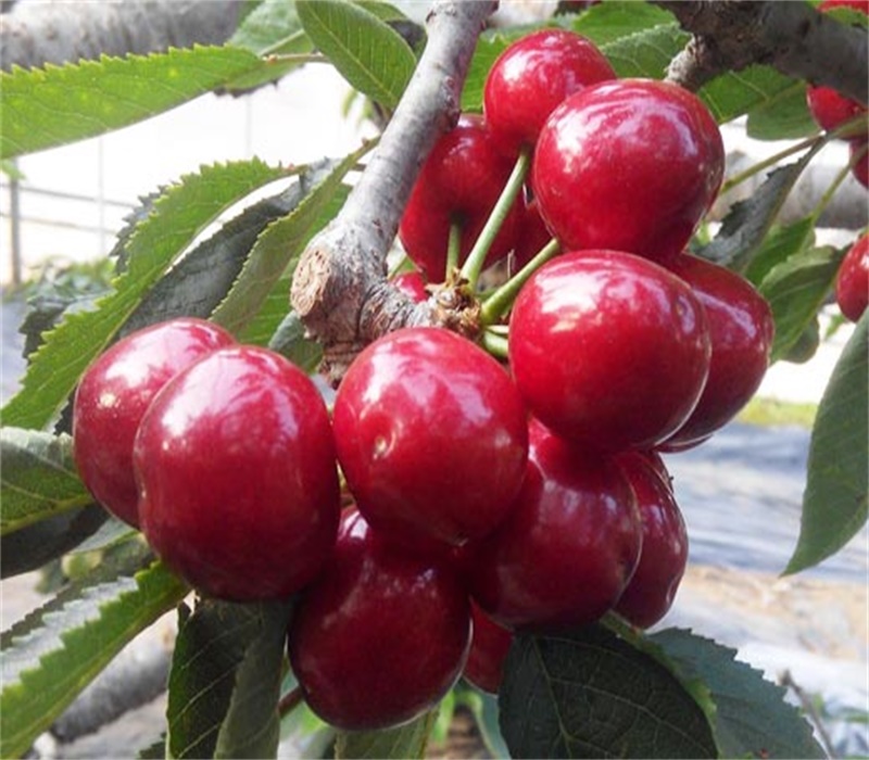 大樱桃品种介绍品种介绍	10公分矮化美早樱桃树