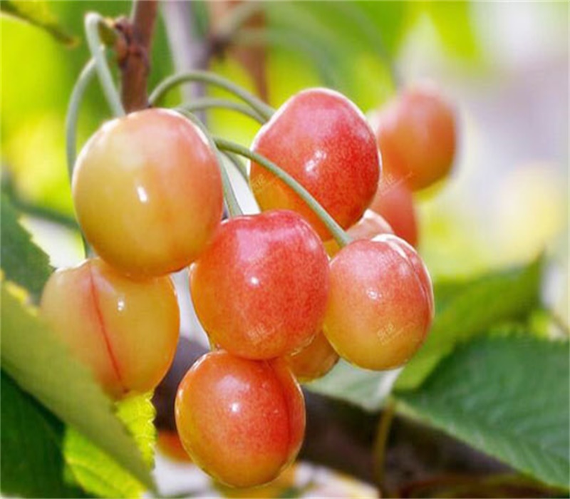 大樱桃品种介绍品种介绍	10公分矮化美早樱桃树