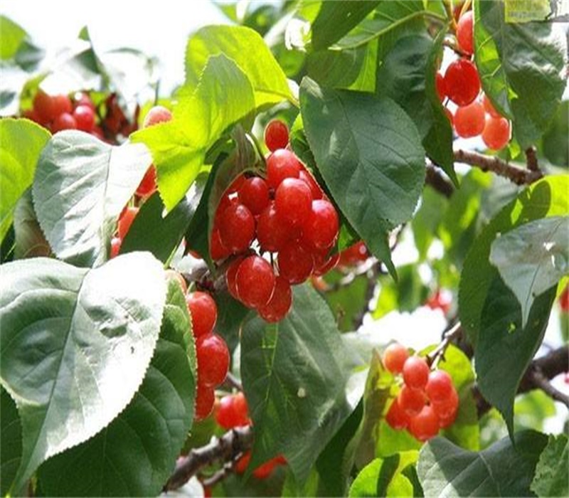 6公分萨米脱樱桃树栽培管理技术	中晚熟品种