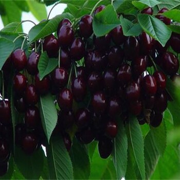 鲁樱3号大樱桃正确的种植方法	个头大的品种