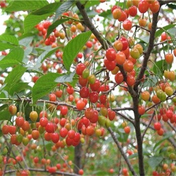 6公分萨米脱樱桃树栽培种植技术	中晚熟品种