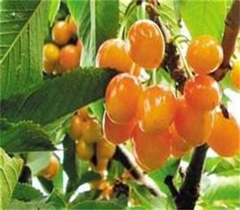 6公分萨米脱樱桃树栽培种植技术	中晚熟品种