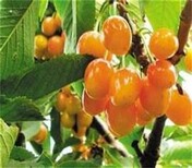 大樱桃品种介绍基地批发价格	口感好的品种图片1