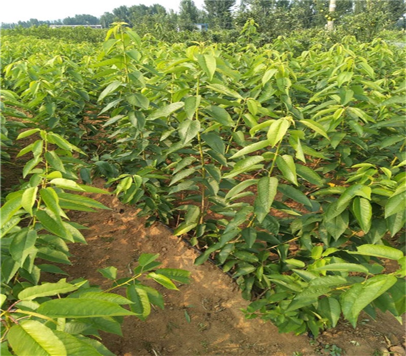 大樱桃品种介绍正确的种植方法	签约销售跟踪服务	