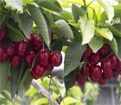 四川广安8公分早大果樱桃树组培脱毒吉塞拉小苗种植基地品种选择图片0