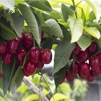 四川广安8公分早大果樱桃树组培脱毒吉塞拉小苗种植基地品种选择