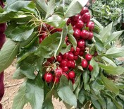 大樱桃品种介绍品种介绍	10公分矮化美早樱桃树图片2