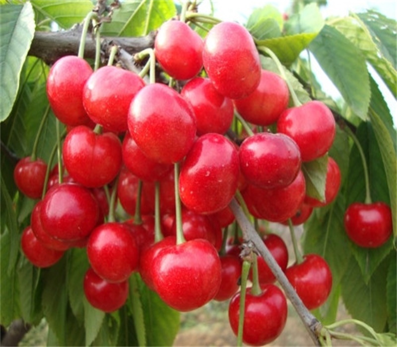 河南许昌瑞德樱桃新品种介绍吉塞拉小苗口感好的品种
