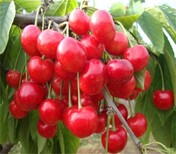 大樱桃品种介绍品种介绍	10公分矮化美早樱桃树图片3