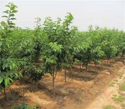 大樱桃品种介绍品种介绍	10公分矮化美早樱桃树图片5