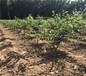 6公分萨米脱樱桃树栽培管理技术	10公分矮化美早樱桃树