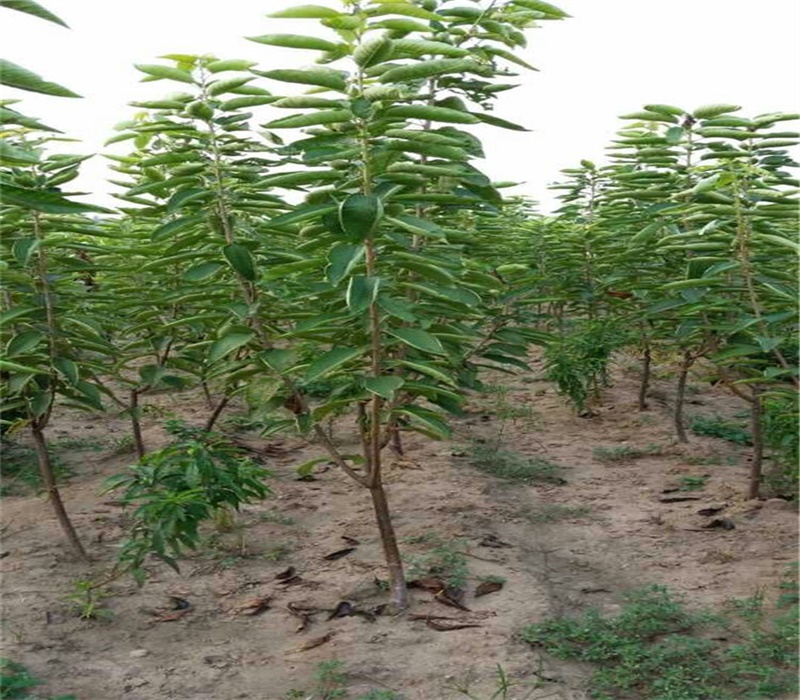 安徽宣城5公分萨米脱樱桃树组培脱毒吉塞拉小苗种植基地品种选择	