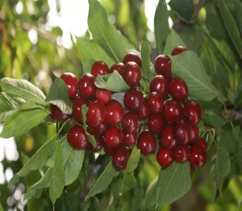 大樱桃品种介绍栽培管理技术	个头大的品种	