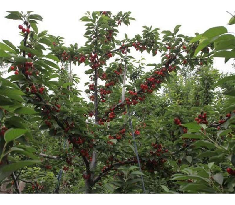 6公分萨米脱樱桃树栽培管理技术	口感好的品种