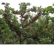 6公分萨米脱樱桃树品种介绍	签约销售跟踪服务图片0