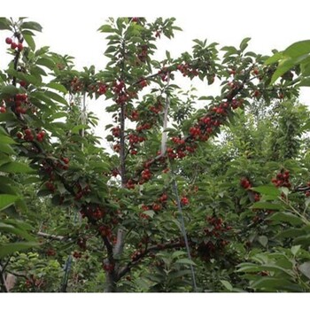 辽宁葫芦岛8公分早大果樱桃树鲁樱三号大樱桃树个头大的品种