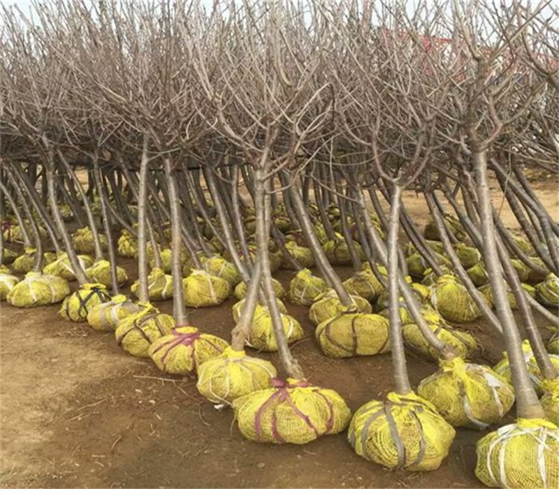 6公分萨米脱樱桃树栽培管理技术	晚熟品种