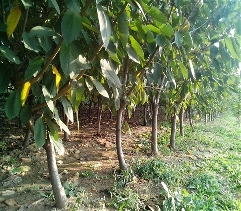 五公分早大果樱桃树栽培种植技术	品种纯度包技术
