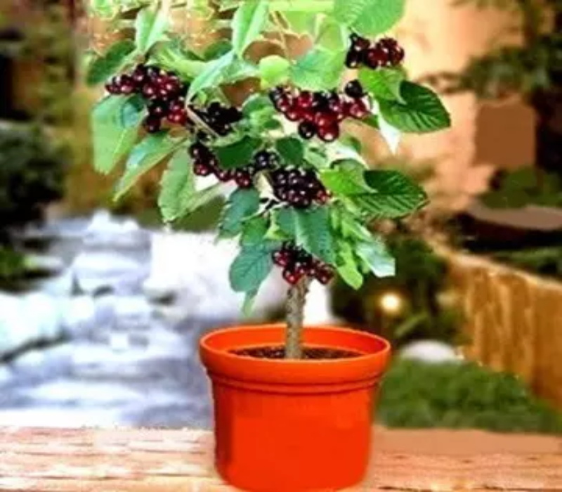 安徽宣城5公分萨米脱樱桃树组培脱毒吉塞拉小苗种植基地品种选择	
