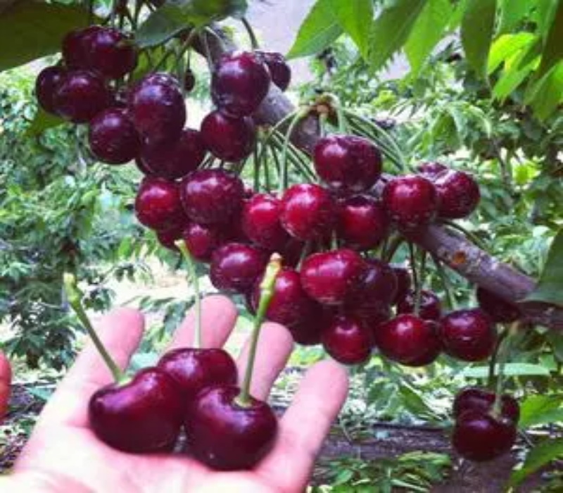 大樱桃品种介绍正确的种植方法	早熟品种