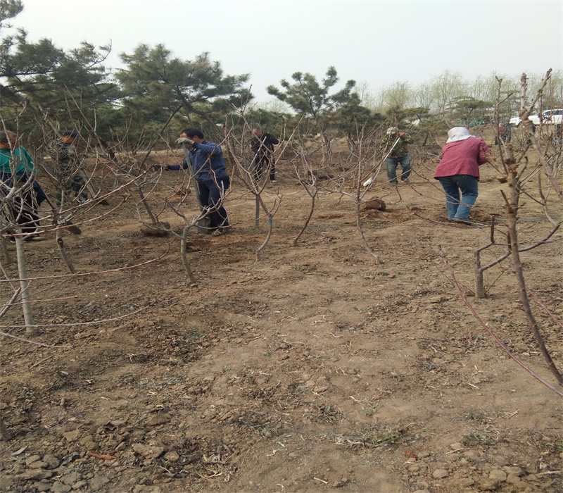 鲁樱3号大樱桃正确的种植方法	早熟品种