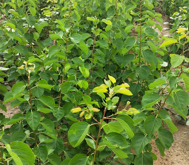 廣東潮特早熟一號(hào)杏樹苗佳種植時(shí)間杏苗新品種