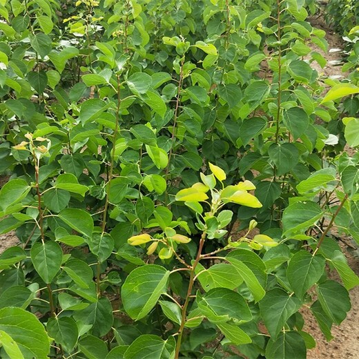 河北沧特早熟一号杏树苗荷兰香蜜杏树苗荷兰香蜜杏苗