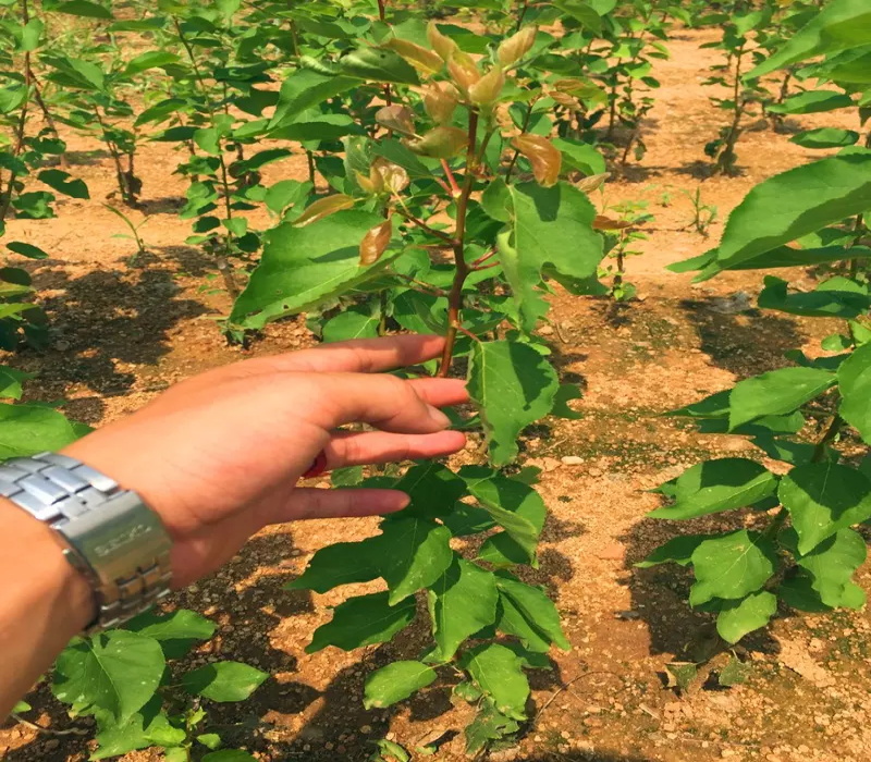 极早熟杏树苗杏树的种植技术安康杏苗
